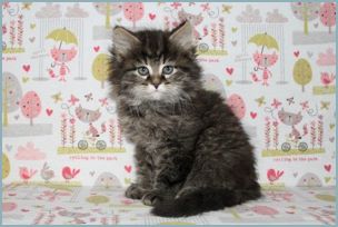 Male Siberian Kitten from Deedlebug Siberians